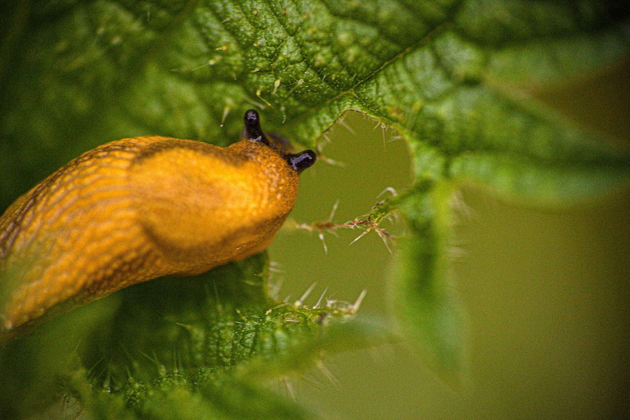 snail without shell, nature, portiat, plants, insect, snail, snail on the plant, yellow snail without shell on it, snail without shell on it, snail without shell macro, macro snail without shell